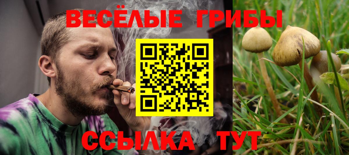 Псилоцибиновые грибы Psilocybe Слободской